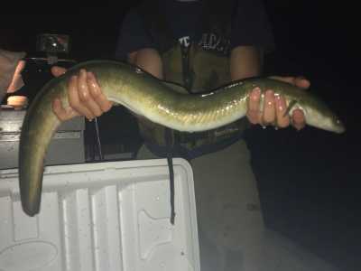 American eel captured while night electrofishing