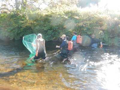 Backpack electroshocking for salmon and trout in a tributary of Lake Ontario