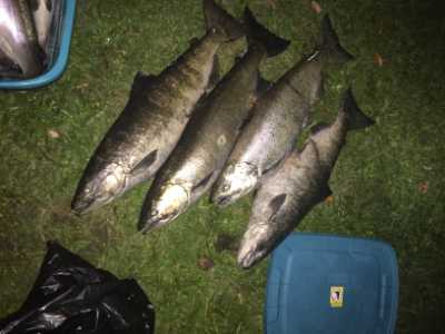 Chinook salmon collected for biochemical analyses