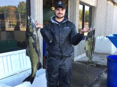 Size comparison of two spawning male Chinook salmon