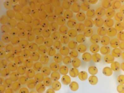 Eyed lake trout eggs