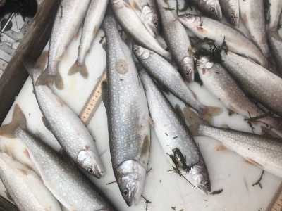 Juvenile lake trout captured with bottom trawling