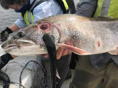 Lake trout with sea lamprey and fresh lamprey wound