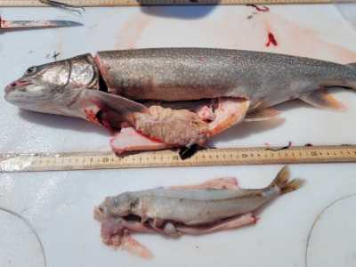 Lake trout with a large rainbow smelt in its stomach