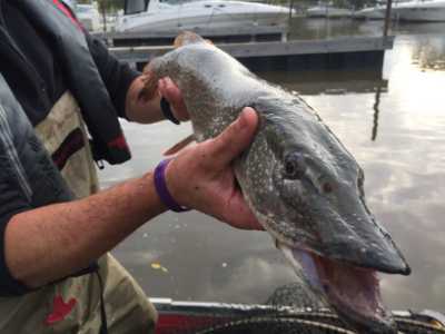 Northern pike captured in a trap net