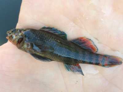 Male rainbow darter with breeding coloration