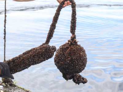 Acoustic receiver and bouy covered in zebra mussels