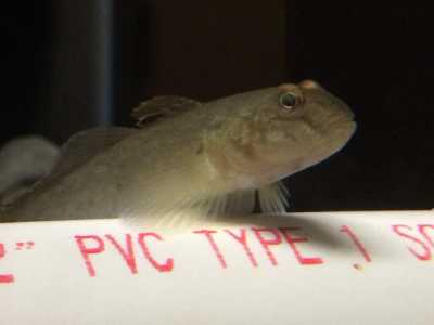 Invasive round goby for feeding experiment