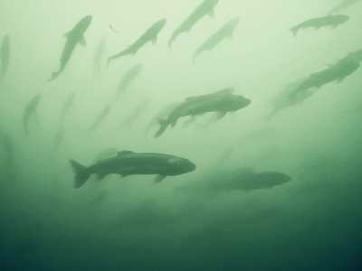 Spawning aggregation of lake trout