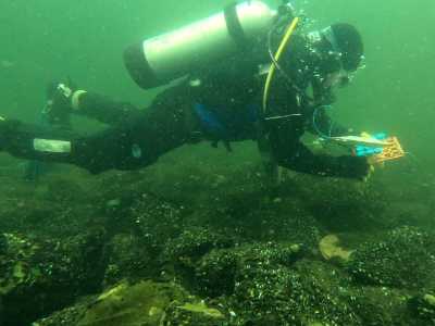 Seeding fertilized lake trout eggs in egg bags