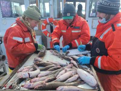 Sorting catch from a bottom trawl