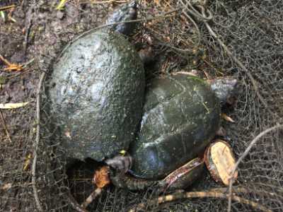 Snapping and painted turtles from a trap net